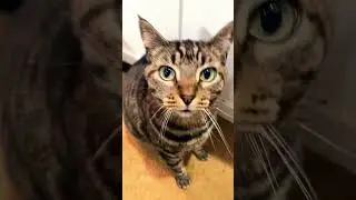 Hehe#cat#oscar#kittyy#my#cat