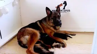 Newborn Puppy Care