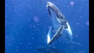 Schwimmen mit den Buckelwalen  Tonga, Eua