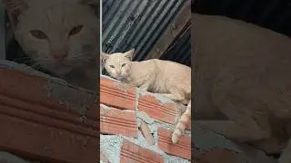 homeless male cat