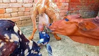 Calf Drinking Milk From Goat! Goat Breastfeeding Daily Routine 🐐🐂