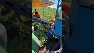 Rock melon kunnurra WA