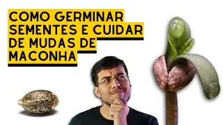 COMO GERMINAR SEMENTES e MUDAS - guia de cultivo 5