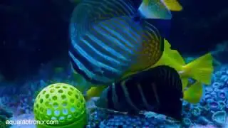 Marine Aquarium Fish Feeder for Frozen Food Artemia Mysis