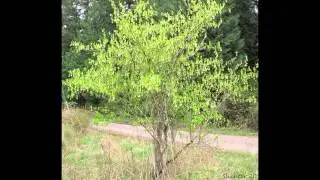ЭМЛЕРИЯ  (OEMLERIA)  сем. Розоцветных