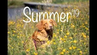 Dogtricks summer edition 2019 - Happy the toller