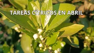 ¿Qué tengo que hacer en abril a mis cítricos?(Naranjos, limoneros, mandarinos, pomelos...)