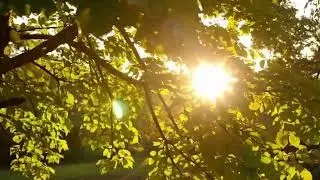 Sunbeams & Smooth Sax: A Tranquil 15-Minute Escape