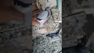 Racer Kabotar Ko Cage Se Nikal Dia 🥰😍 #KabotarBazi #PigeonsVideo #Shorts #NewTrendingVideo #Viral