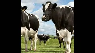 Flattening the curve will lead to &euro;130 million loss at farm level annually
