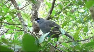 Tiritiri Matangi Island