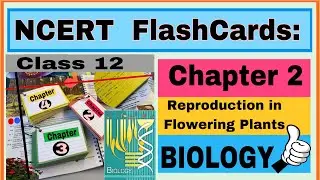 NCERT Flashcards ..Chapter 2/ Reproduction in Flowering Plants/ Class 12 / Biology / by Neerja