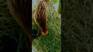 Weaver Birds and Their Nesting Skills 🌿🕊️ #weavers #birds  #nest  #birdnest   #nature #nestmaking