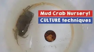 Different trial Nursery Culture techniques for Mud Crab Farm with RAS