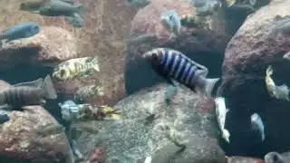 Aquatic Fish