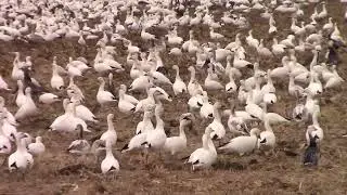 Huge Flock Of Kansas Snow Geese