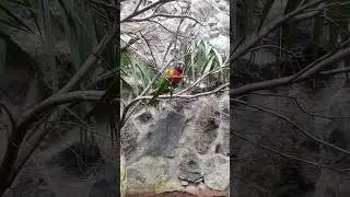 lori wielobarwna junglepark #Loriwielobarwna  #junglepark #animals #milegodnia #fypシ゚viral #wbijesię