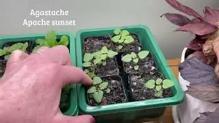 Seed starting update for my pollinator garden! #pollinatorgarden #nativeplants