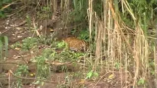 Jaguar Peru