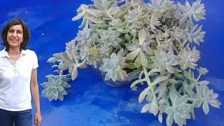 A quick guide to growing Ghost Plant Succulent