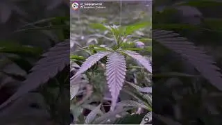 Lemon Zkittle- Sugar Lemon- 93 Octane and Pink Octane grown by @el_fuegopharmz using the Slim 650s