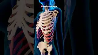 Ribs removal surgery in 3d animation by professor of how #ribremoval #shortsfeed #trending #facts