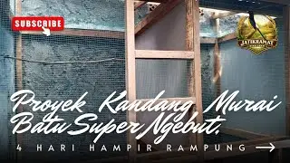 Proyek Kandang Murai Batu Super Ngebut, 4 Hari Hampir Rampung