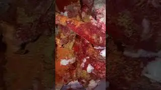 chicken masalah