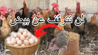 تربيه دجاج فيومي دهبي