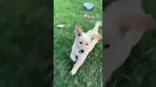 This is my baby dog 🥹🐾 | Golden Retriever Puppy Fun