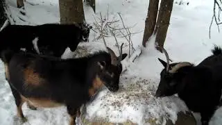 Walden Vermont    Goats at the Lettuce Bee Farm