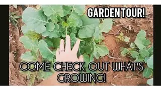 Garden update! Lots to see in Brock Texas zone 8!