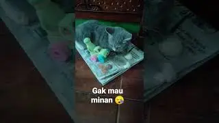 #kucinglucu #kucing #kucingpersia #kucingcantik #kucingimut #kucingpersiamedium