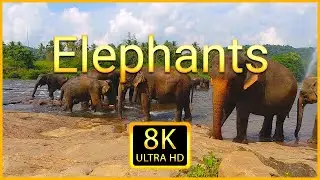 Слоны 8K ULTRA HD - Подборка красивых кадров со слонами