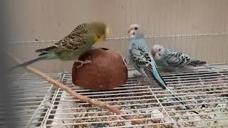 Coconut King