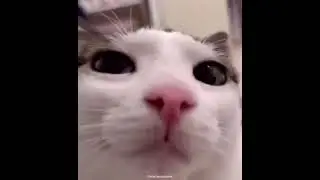 cat that's blinking 🐱