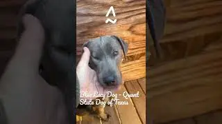 Duck Hunt with the State Dog of Texas