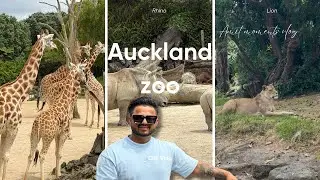 #thirdvlog The untamed beauty of the animal kingdom and some incredible creatures. AUCKLAND ZOO🦒🦘🐅🦓