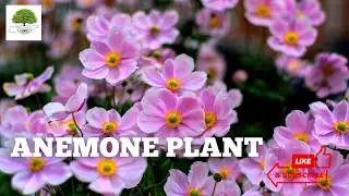 Anemone Plants are Spring Blooming Perennial Favorites