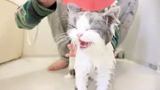 お風呂で命乞いする子猫がかわいい