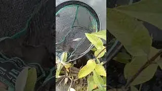Pike fishing wolverhampton canal bait