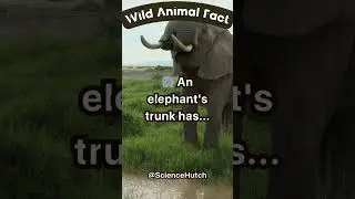 Wild Animal Fact! 🐘 An Elephant's trunk has...   #science #animals #facts