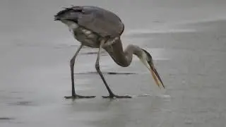 Great Blue Heron pecks through ice to catch a fish!