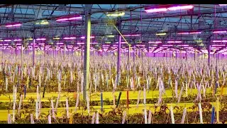 Fluence presents LED solutions for propagators