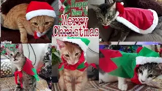 Diy Cat Christmas costume | Cat Dressed Up For Christmas!