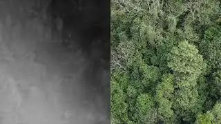 Drone footage of cao vit gibbon (Nomascus nasutus): thermal and RGB