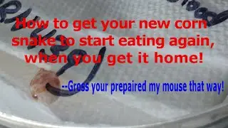 Corn Snake Care Guide Part 5:  How To Feed Your New Cornsnake