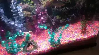 Derpy fish