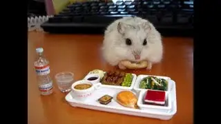 Hamsters Eat Their Special Food