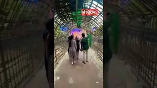 #निधिवन #nidhivan #mathura #up #reels #love #ytshorts #hindutemple #ytshorts #dance #trending #song